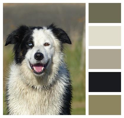 Happy Face Border Collie Image